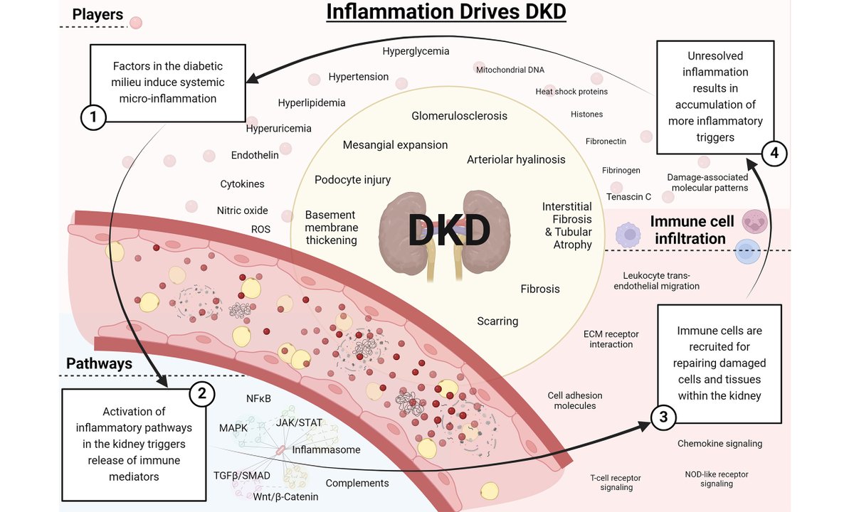 #Inflammation as a key driver of #Diabetic #Kidney Disease (#DKD), contributing to:
✔️ Glomerular hyperfiltration
✔️ Podocyte &amp; tubular injury
✔️ Basement membrane thickening &amp; fibrosis
💡 Can targeting inflammation offer new therapeutic solutions? 
🔗oaepublish.com/articles/2574-…
