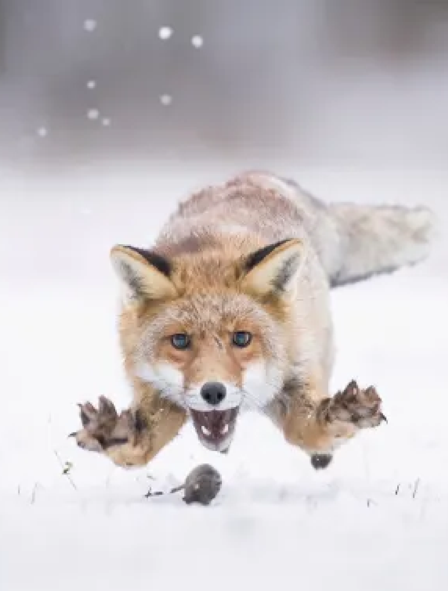 bailey_bedroom's tweet image. This what I get for being a fox lover. 🤣🦊 #brerfox #robinhood #fnaf #foxy