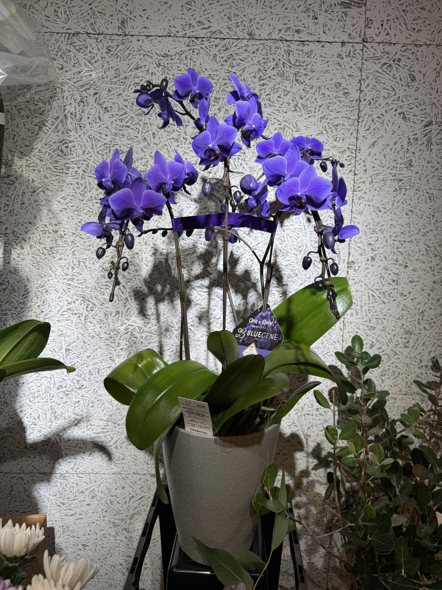 ohagi1187's tweet photo. 青い胡蝶蘭ブルージーン入荷中！
やはりお客様の目に止まります。
特別な日に特別なお花を贈ってみるのもいいですね！
#おはぎとおはな 
#ブルージーン 
#花を贈ろう https://t.co/v6hrzoRnGc