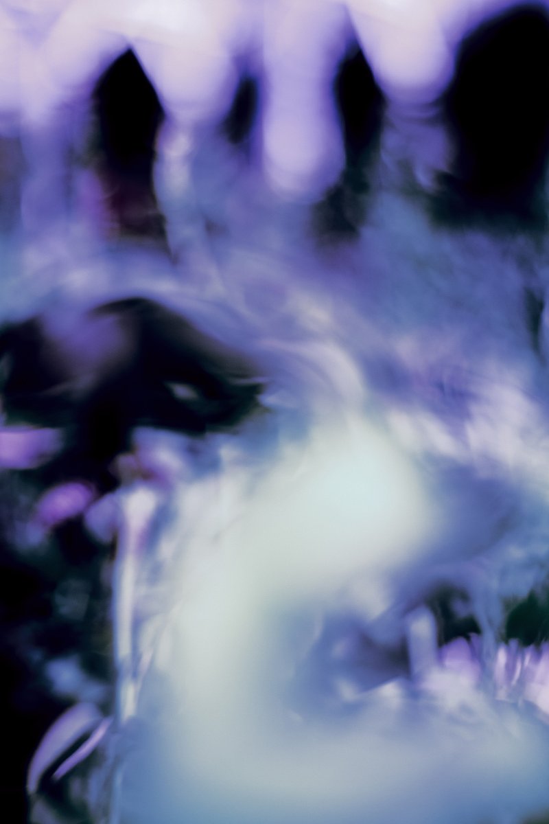 priscilla tweet media