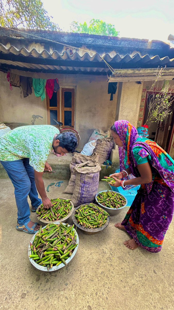 #OdishaCoast | Our 3rd Mangrove Nursery is progressing well, thanks to all the support from Twitter/X community (Post-Dana Cyclone).🙏

Our women-led last mile community bravely overcome challenges to collect seeds from treacherous swamps and cross rivers.

Capacity - 16,000 🌿