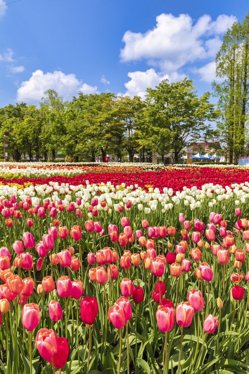 Did you know you can see tulips all year-round in Tonami, Toyama?
 
Here are the best spots for tulip lovers🌷
🌷 Tulip Gallery
🚂 Tulip Park 

👇 More details: 
visit-toyama-japan.com/en/travel-insp…

#ToyamaTrip