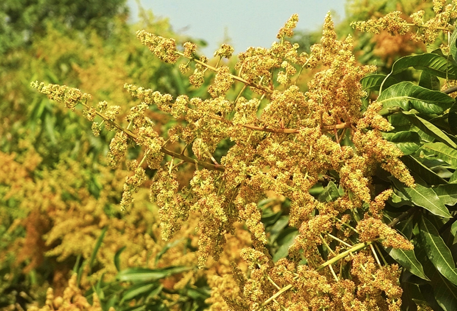 বসন্তের বাতাসে আমের মুকুলের ঘ্রাণ, স্বপ্ন বুনছেন চাষিরা
