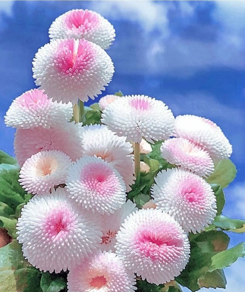 What’s this flower name? #flower