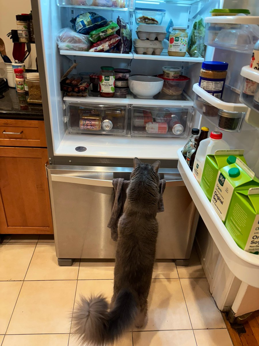 merlin_imaKITTY's tweet photo. hmmm .. .. wat shal i maek for dinnor https://t.co/0fgjI5SobM