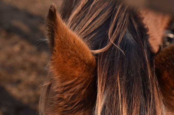 もふ娘プリティーもふビー 