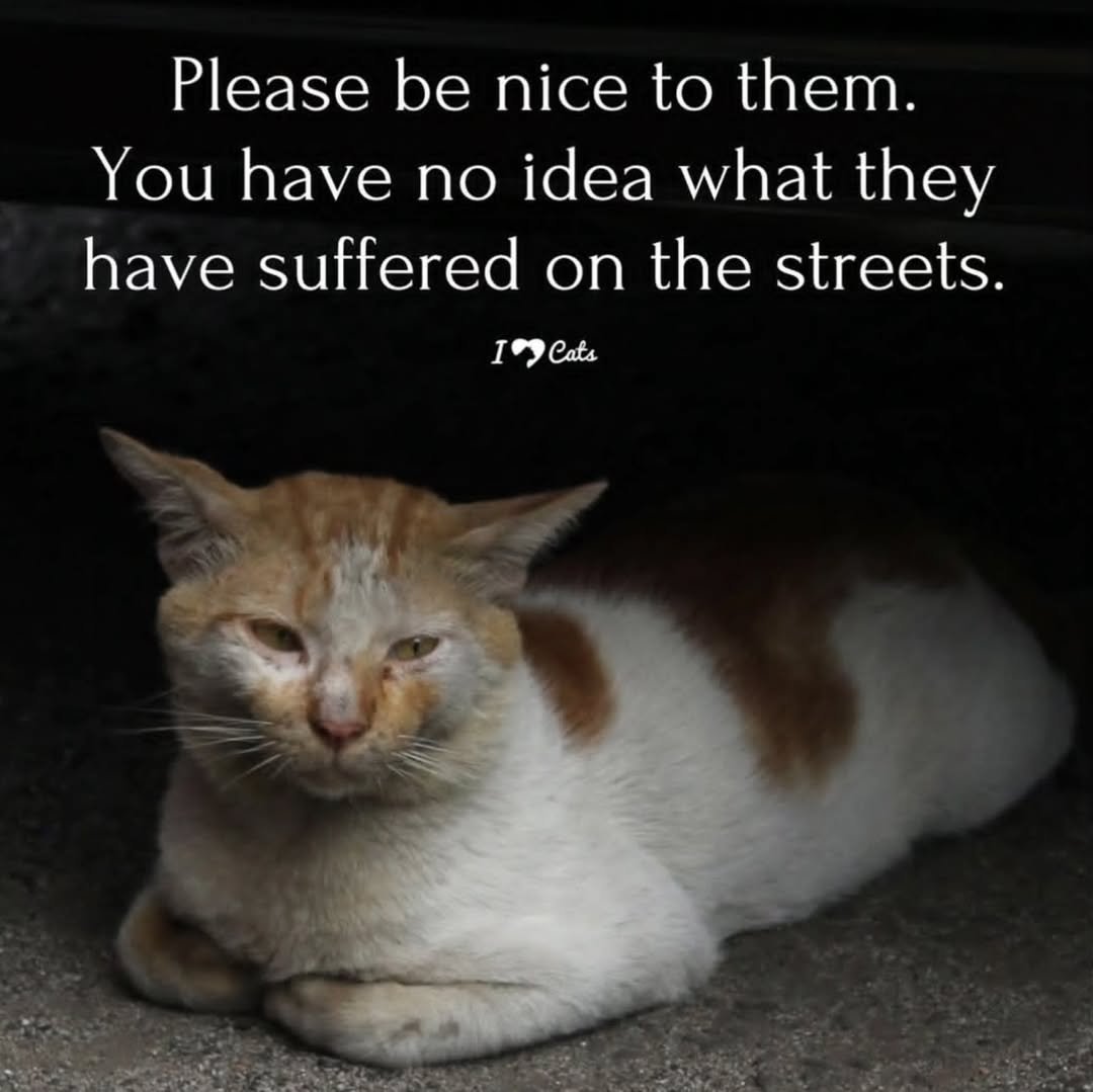 catshealdeprsn's tweet photo. "In a world where you can be anything, be kind”. https://t.co/DM4ZmPgJCA