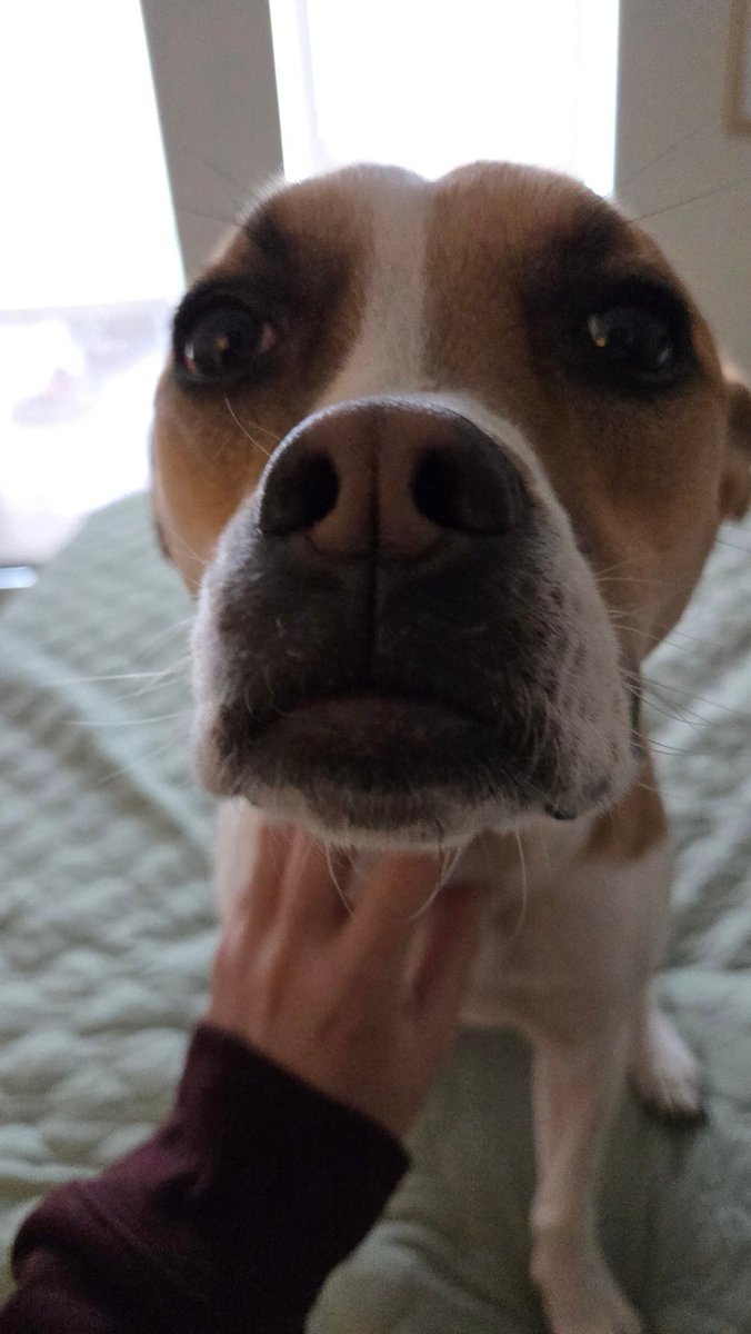 I forgot Twitter existed anyway here's my dog