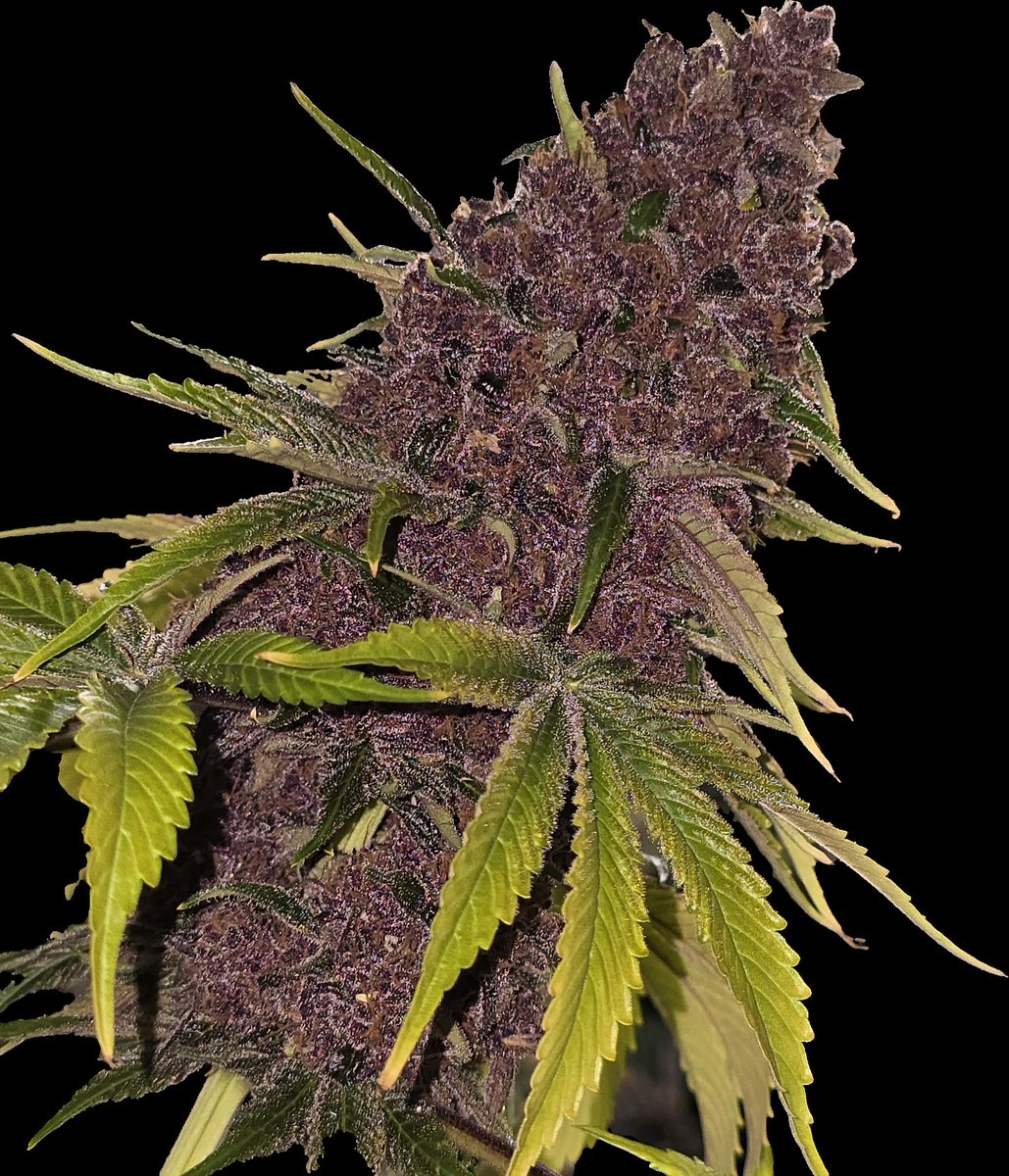 Do you feel like royalty? Feel like you need some of The Red Carpet (Mendo Purps #54 x Forbidden Fruit) in your life?  
 
1️⃣Tell us, in the comments, why your royalness deserves a pack of The Red Carpet feminized seeds.
2️⃣Repost this post.
3️⃣Tag a friend or three.

Our favorite