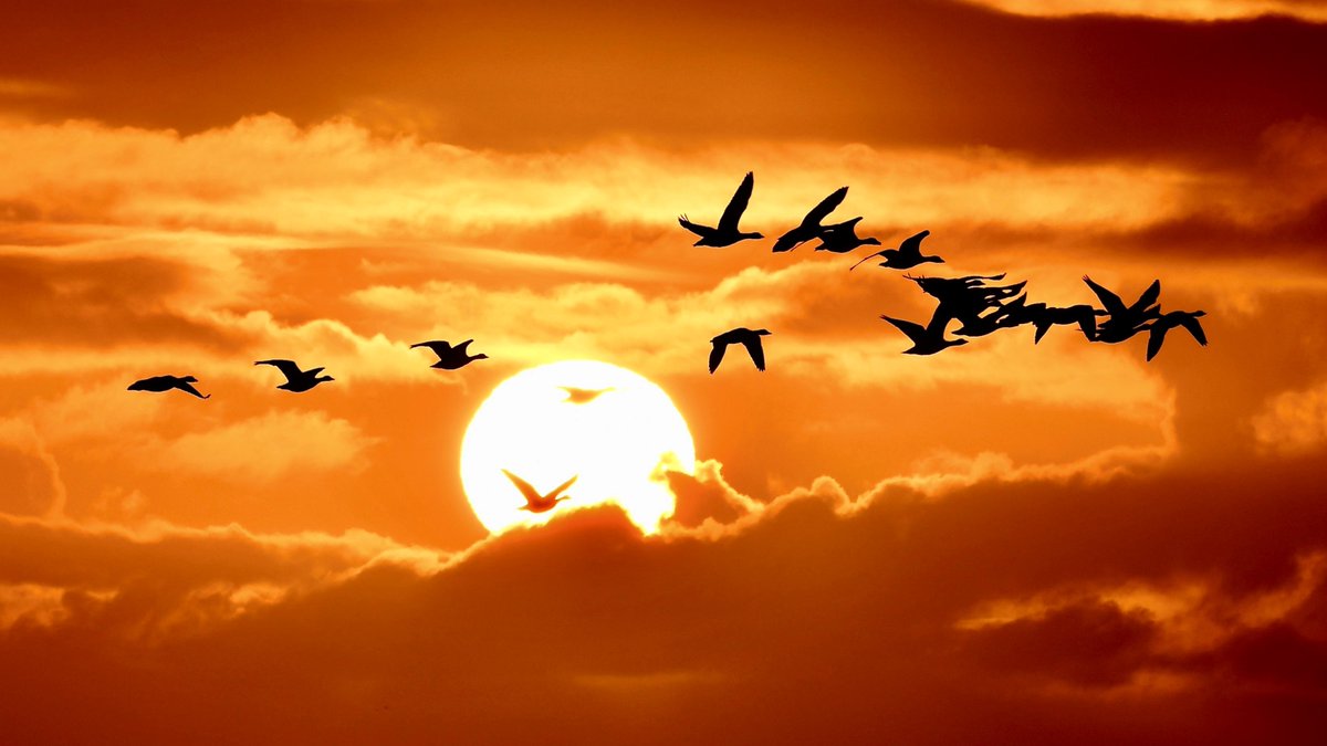 Nigel Heath from East Kilbride was enjoying a sunrise in Westray, Orkney, when his shot was photobombed by a flock of geese.

See more lovely photos from around Scotland ➡  bbc.in/3XnO5iZ

📷 Send your pictures of Scotland to  ➡ ScotlandPictures@bbc.co.uk