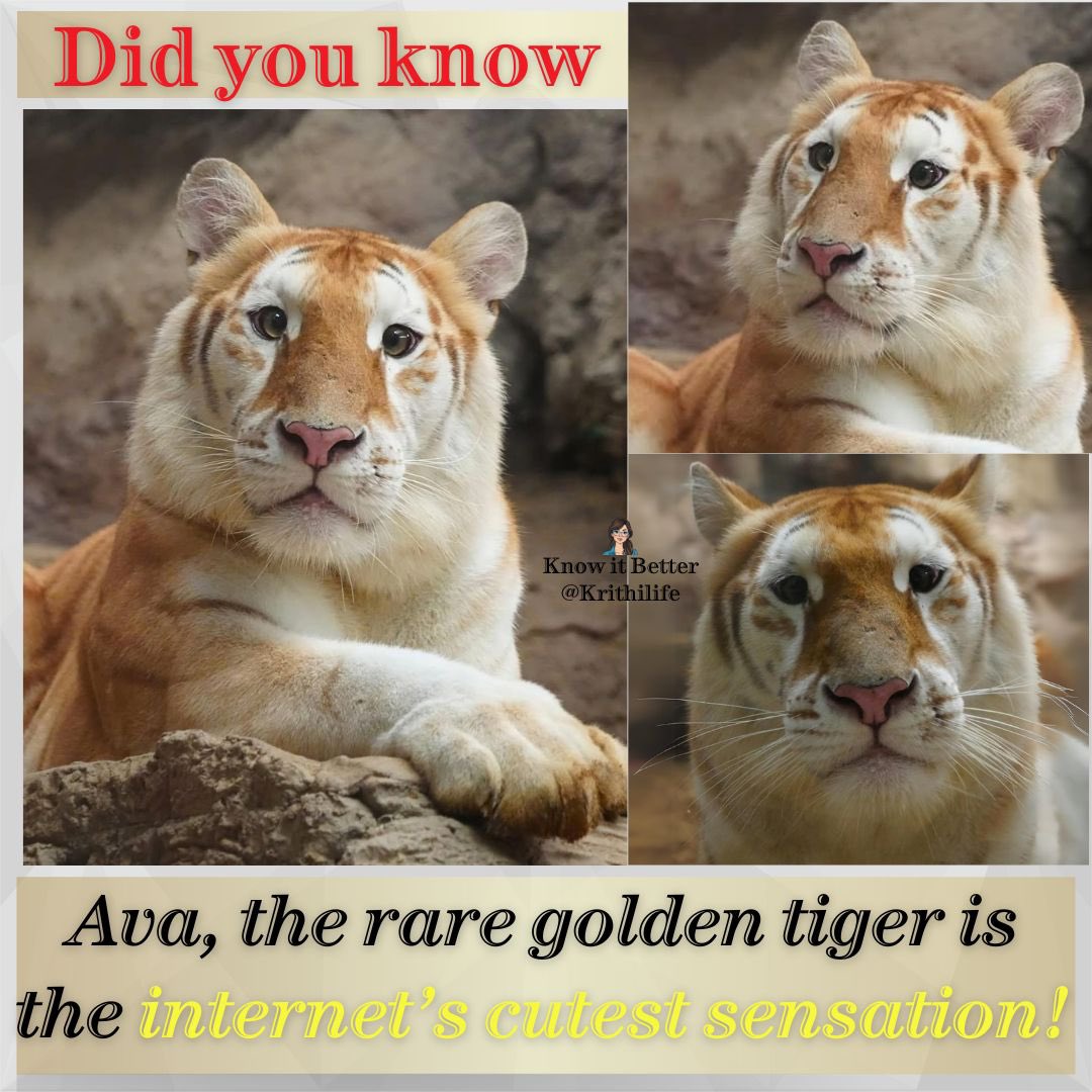 KrithiLife's tweet image. 🐯 Ava, the cutest tiger of internet fame, went viral in November 2024 for her rare golden fur.
🐯 She became a social media sensation with her wide-eyed, adorable expressions.
🐯 Ava’s popularity led to a huge rise in visitors at Chiang Mai Night Safari, Thailand.
🐯 She was…