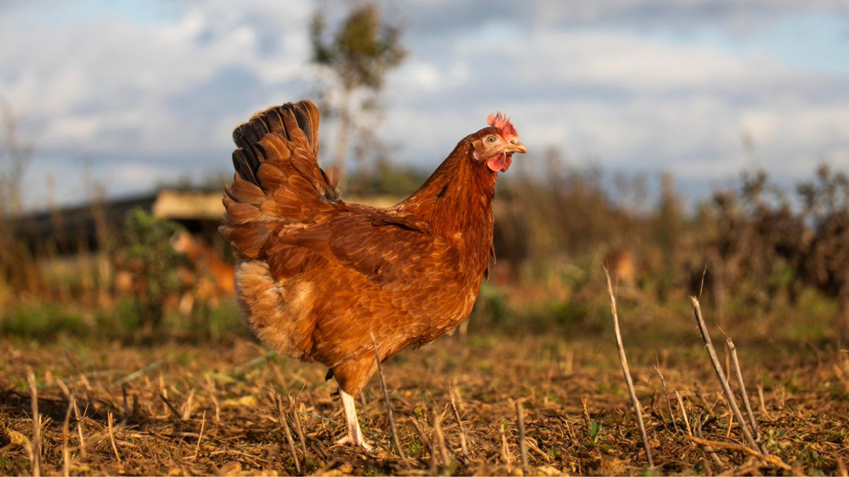 RSPCA (England & Wales) (@rspca_official) on Twitter photo While many of us ponder what toppings to have on our pancakes today, 20% of UK hens are kept in cages with little more space than a pancake.
If you eat eggs, make sure they're higher welfare like <a href="/rspcaassured/">RSPCA Assured</a>. You can also find lots of plant-based recipes online 🥞 While many of us ponder what toppings to have on our pancakes today, 20% of UK hens are kept in cages with little more space than a pancake.
If you eat eggs, make sure they're higher welfare like <a href="/rspcaassured/">RSPCA Assured</a>. You can also find lots of plant-based recipes online 🥞