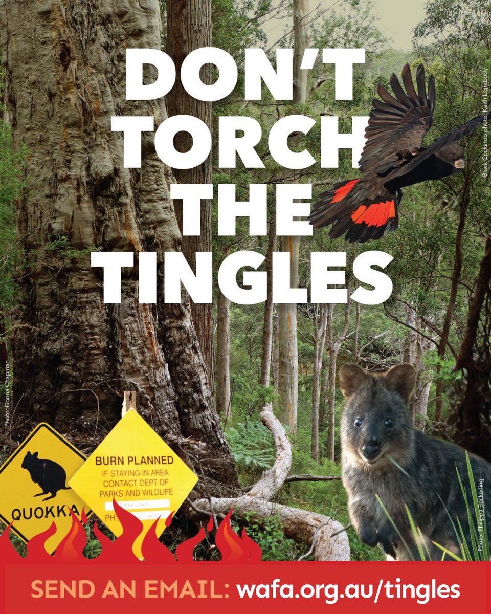 Last December a DBCA prescribed burn in a Tingle forest near Nornalup destroyed around 150 ancient trees. They plan to burn again this autumn. Take action now to save these giants from another tragedy of the wrong fire, in the wrong place.

Take action&gt;&gt;wafa.org.au/tingles