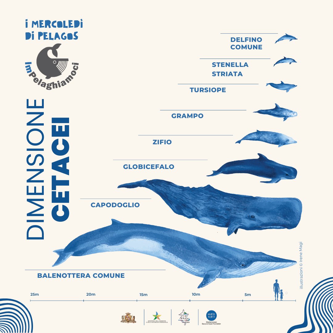 Comune di Sassari (@comunedisassari) on Twitter photo 🌊I "Mercoledì di Pelagos"🐬
Lo sapevi che un Delfino comune può raggiungere i 2,5 metri di lunghezza, mentre la maestosa Balenottera comune può superare i 20 metri?
Scopri le incredibili dimensioni dei cetacei!
👉 bit.ly/impelaghiamoci
#Sassari
<a href="/Pelagos_/">Pelagos Agreement</a> 🌊I "Mercoledì di Pelagos"🐬
Lo sapevi che un Delfino comune può raggiungere i 2,5 metri di lunghezza, mentre la maestosa Balenottera comune può superare i 20 metri?
Scopri le incredibili dimensioni dei cetacei!
👉 bit.ly/impelaghiamoci
#Sassari
<a href="/Pelagos_/">Pelagos Agreement</a>
