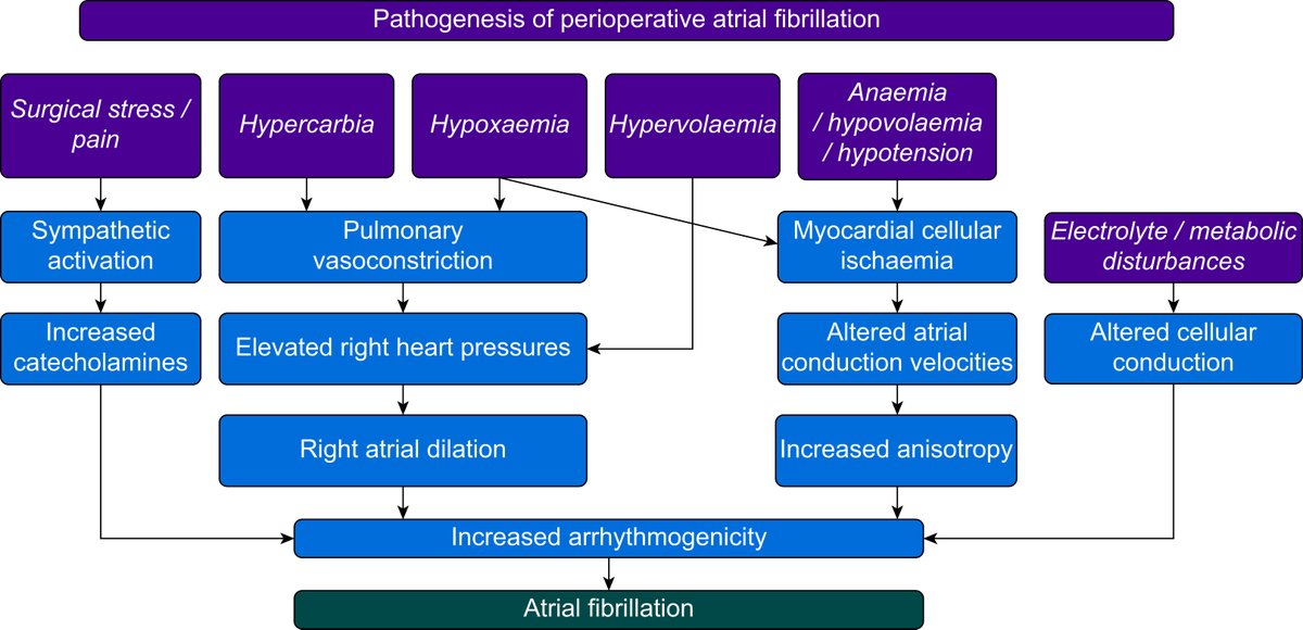 Perioperative #AtrialFibrillation affects up to 80% of cardiac surgery patients &amp; 8% of non-cardiac cases. What drives this risk? New #BJAEducation article explores pathophysiology, prevention &amp; management. 🫀📖
Read more: bjaed.org/article/S2058-…