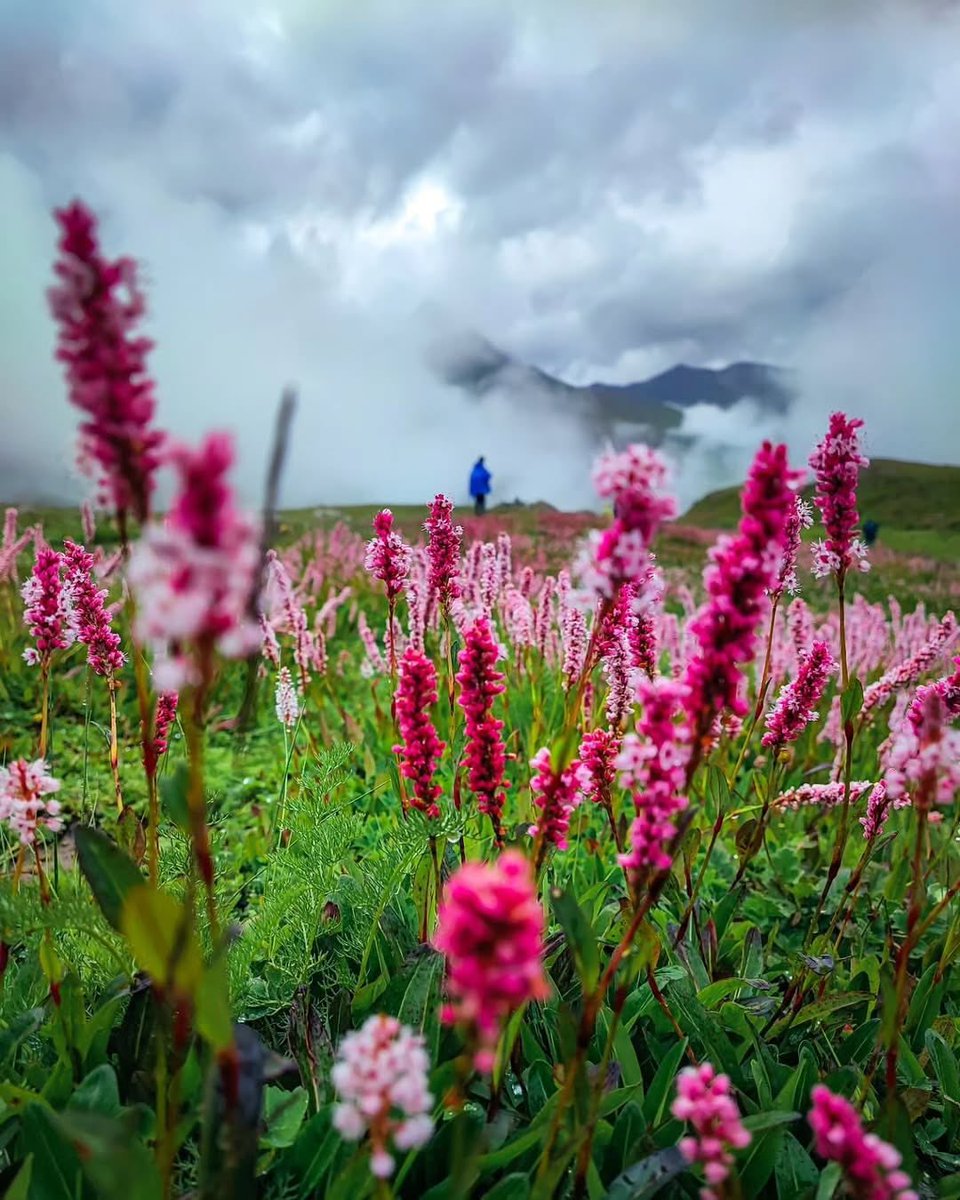 Go Jammu and Kashmir tweet media