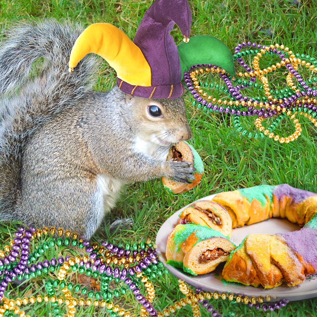 wmsquirrel's tweet image. Disappointed the weather is going to keep some of the #mardigrasneworleans events from happening today. Will just have to dress to impress here at #williamandmary. #fattuesday