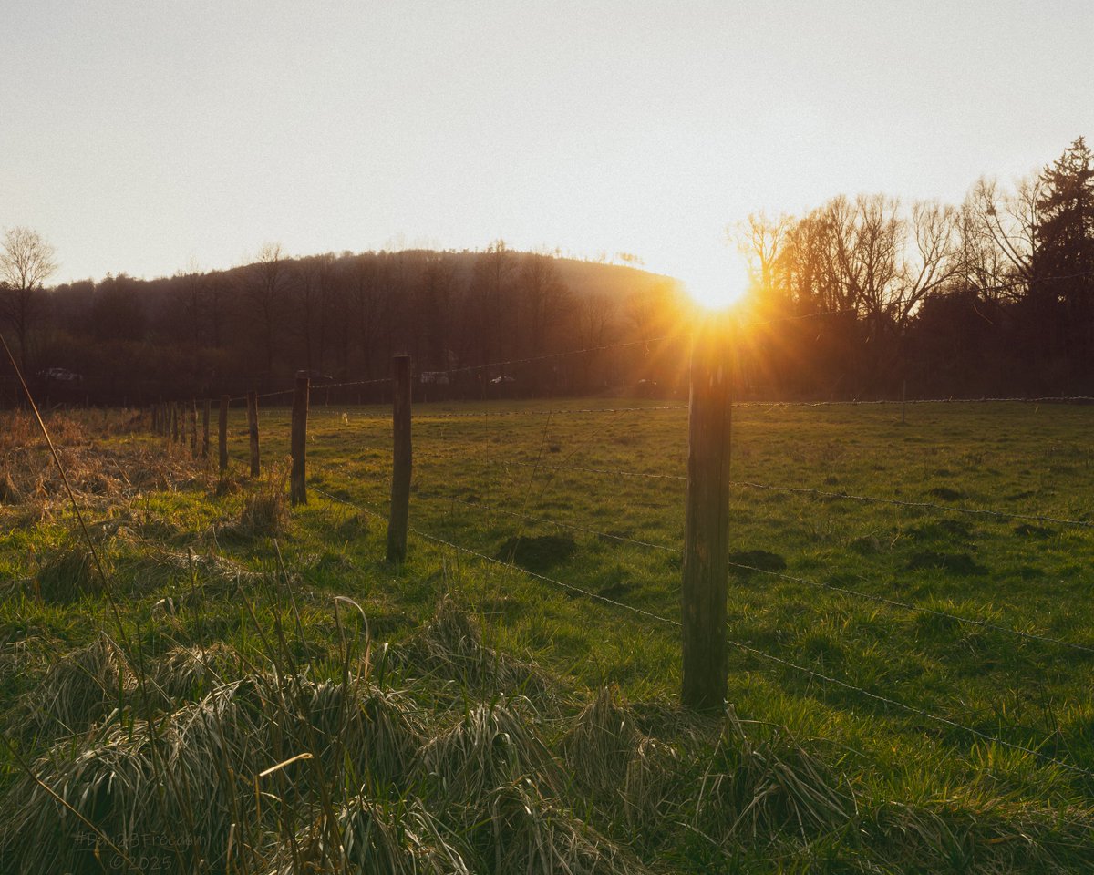 dan23freedom's tweet photo. Fence-tastic Sunset
·
📷 1/60 sec at f/14, ISO 250, 31 mm, Standard 24-50mm. 
👤#dan23freedom
#Rural #Nature #Trees #Sunset #Exploration #Germany #NordrheinWestfalen
#FenceField #RuralSunset #GoldenHourGlow #PeacefulPasture #SereneScene #NatureAtDusk #SunsetSplendor #Countryside https://t.co/LVIsfGvUKP