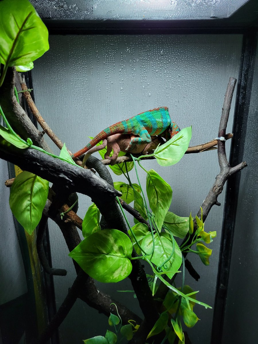 先程2匹目の♀パンサーカメレオンレインボーアンビローブ無事に産卵して28個産みました❗
♀ちゃんお疲れ様です😌
孵化までしっかり管理していきます(*｀･ω･)ゞ
#colorschameleons