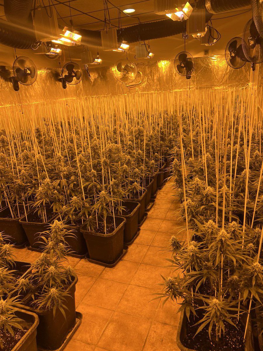 Detectem, amb la col·laboració de la Policia Local d'<a href="/ajalella/">Ajuntament d'Alella</a>, una plantació de marihuana en una casa del municipi que tenia la llum connectada a la xarxa de forma fraudulenta

Havien manipulat les nòmines per poder-la llogar. Detenim 6 persones i intervenim 725 plantes