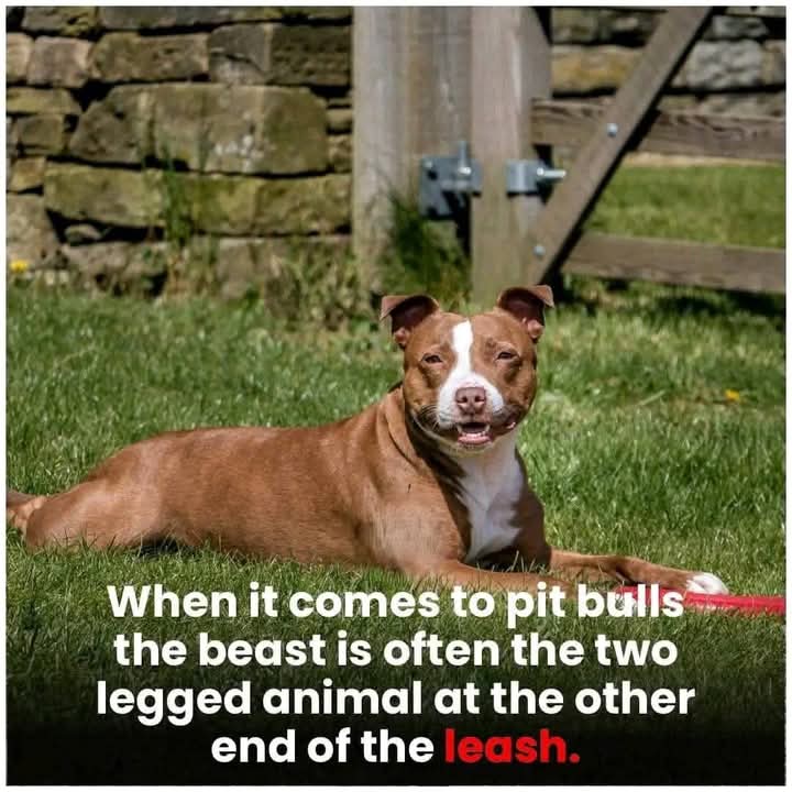 DogLovers90's tweet photo. Please don't move around without giving him some love! 🥹🥺
.
.
.
.
.
.
#jenniferlopez
#alexandradaddario #AngelinaJolie #MeganFox #margotrobbie
#chrisevans #ChristianBale #AnneHathway #BrieLarson
#ScarlettJohansson #elizabetholsen #JenniferLopez
#JenniferAniston #dog https://t.co/YiJ2OubaEM