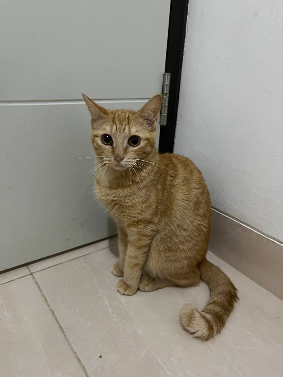 blacksunflowey's tweet photo. halo guys ada yg mau adopt kucing ga? dom bogor
pic 1: cleo, jantan
pic 2: helio, jantan
pic 3: felix, betina
pic 4: anadyomene (ana), jantan
semua seumuran (1 th) belum steril, full indoor sejak lahir. kindly dm buat yg minat🥺💓 https://t.co/7NefwZ0S5Q