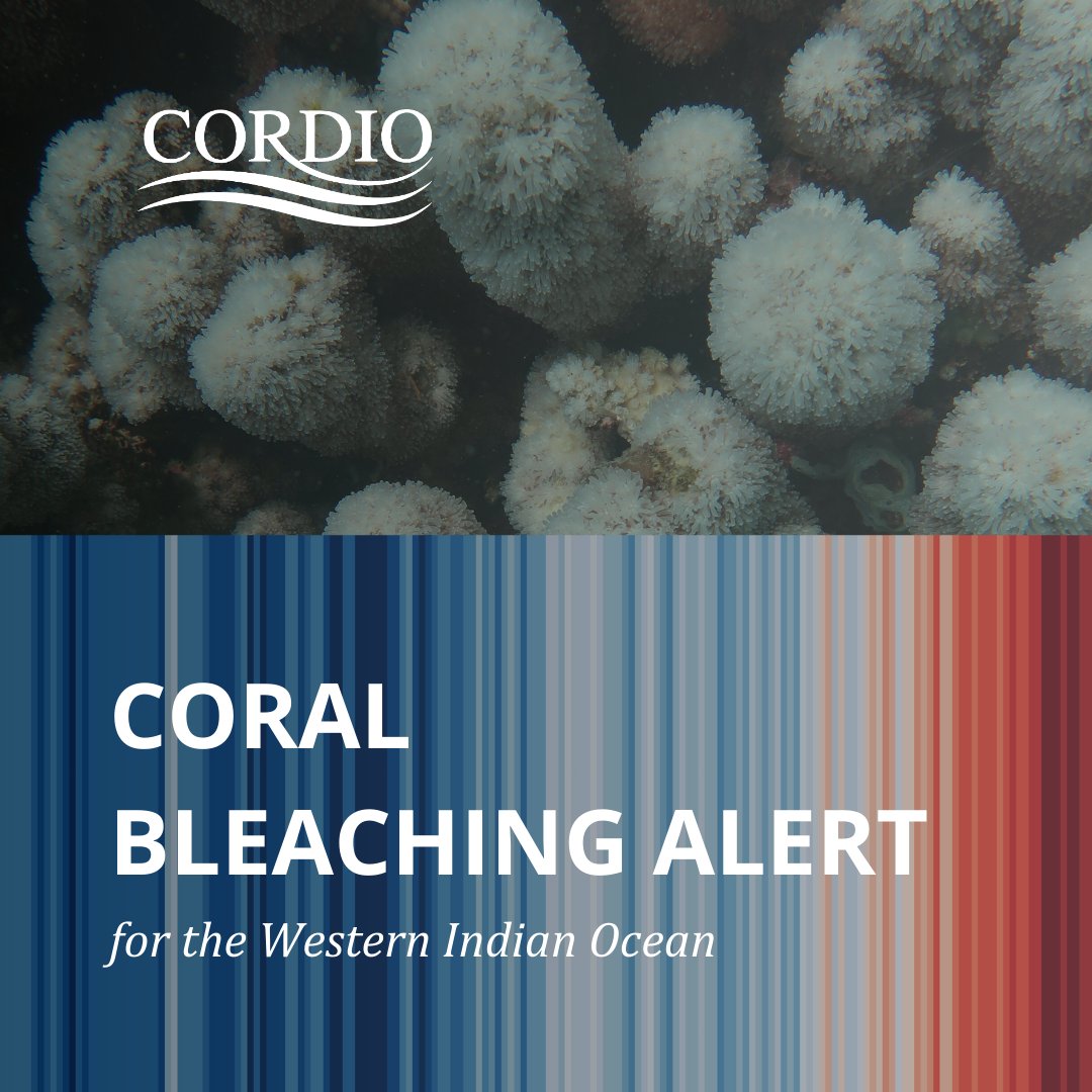 CORDIO East Africa (@cordioea) on Twitter photo 📖Read the latest #coralbleaching alert for the Western Indian Ocean here: cordioea.net/.../indian-oce…
Entire region at heightened risk of coral bleaching over the next 3 months (March–May), following record high temperatures in January. 🌊🪸
<a href="/ICRI_Coral_Reef/">ICRI Secretariat</a> #forcoral 📖Read the latest #coralbleaching alert for the Western Indian Ocean here: cordioea.net/.../indian-oce…
Entire region at heightened risk of coral bleaching over the next 3 months (March–May), following record high temperatures in January. 🌊🪸
<a href="/ICRI_Coral_Reef/">ICRI Secretariat</a> #forcoral
