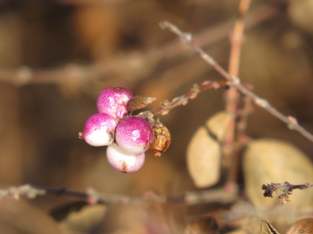 beingmyself_25's tweet photo. Der Frühling ist da 🌿unsere Natur erwacht 🌞💚
#Beere #Natur #LahnDillKreis #LDK #02März2025 https://t.co/SHELl4MuHQ