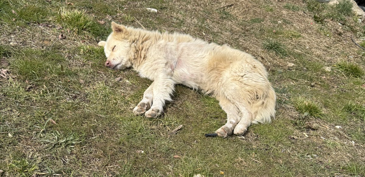 cattingwoman's tweet photo. bir samoyedin düştüğü hallere bakın
önce üretime terketmeye ceza ver
bu köpek buraya gökten düşmedi ya
sahiplenmek isteyen varsa alacağım bu çocuğu burdan 
istanbul https://t.co/Cj5Hf62ahz