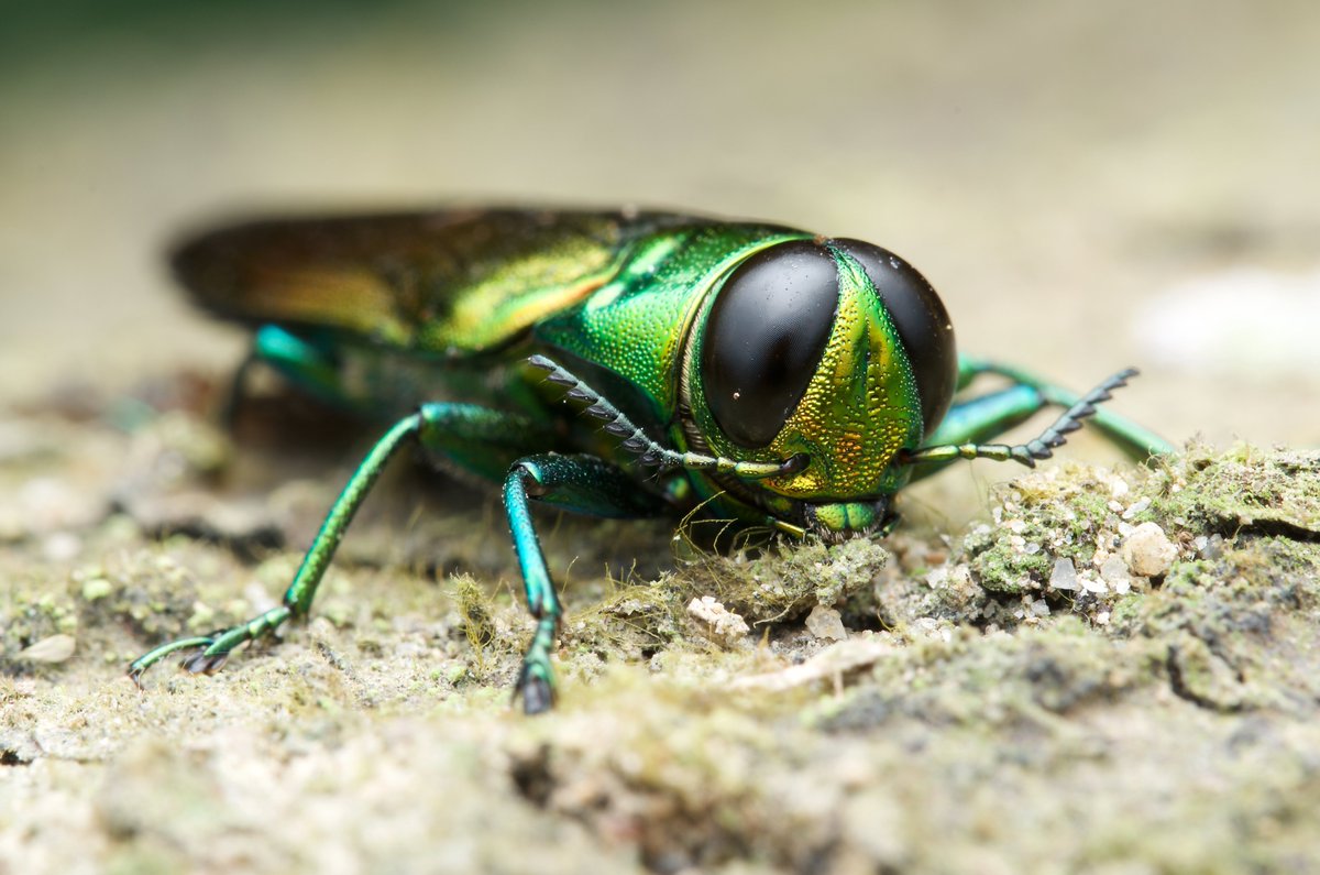 Rothamsted Research (@rothamsted) on Twitter photo 📢NEW PAPER! Improved surveillance of home firewood could help protect UK ash trees from a voracious new killer: the emerald ash borer 🪲🌳
<a href="/Forest_Research/">Forest Research</a> @UCDPlantPath <a href="/WarwickLifeSci/">Life Sciences</a> <a href="/SEIresearch/">SEI Research</a>
Full story 👇
rothamsted.ac.uk/news/early-det… 📢NEW PAPER! Improved surveillance of home firewood could help protect UK ash trees from a voracious new killer: the emerald ash borer 🪲🌳
<a href="/Forest_Research/">Forest Research</a> @UCDPlantPath <a href="/WarwickLifeSci/">Life Sciences</a> <a href="/SEIresearch/">SEI Research</a>
Full story 👇
rothamsted.ac.uk/news/early-det…