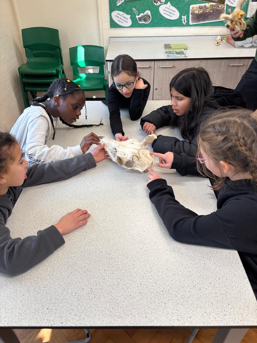 Year 4 are now exploring animals and their skeletons 🦴 <a href="/TheHive_Suntrap/">The Hive</a>