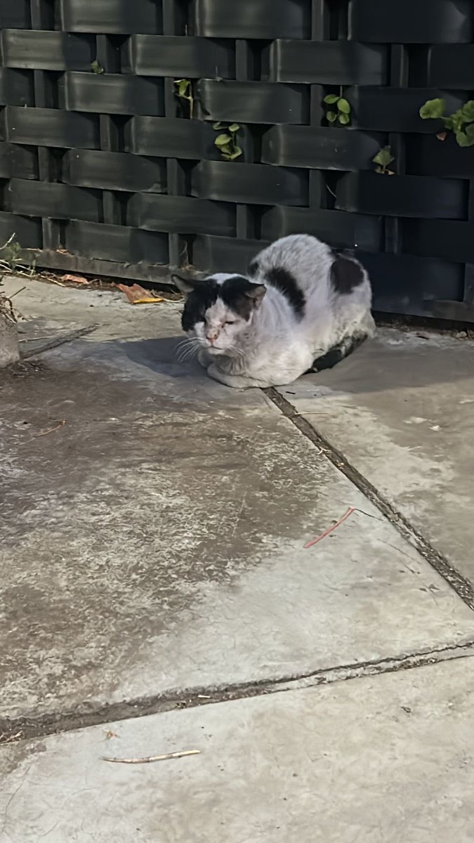 vguzolm's tweet photo. @aquiradiomoscu Hola! Perdón por publicar esto aquí pero el día Domingo rescate un gatito y estoy haciendo una rifa para poder costear todos sus tratamientos. Les agradezco si pudieran compartir o ayudar con lo que sea hasta $100 pesos 🙏🏻🆘🐱🩷
(En la foto están los datos)  GRACIAS 🙏🏻‼️🆘🩷 https://t.co/yiec2Ro9m5