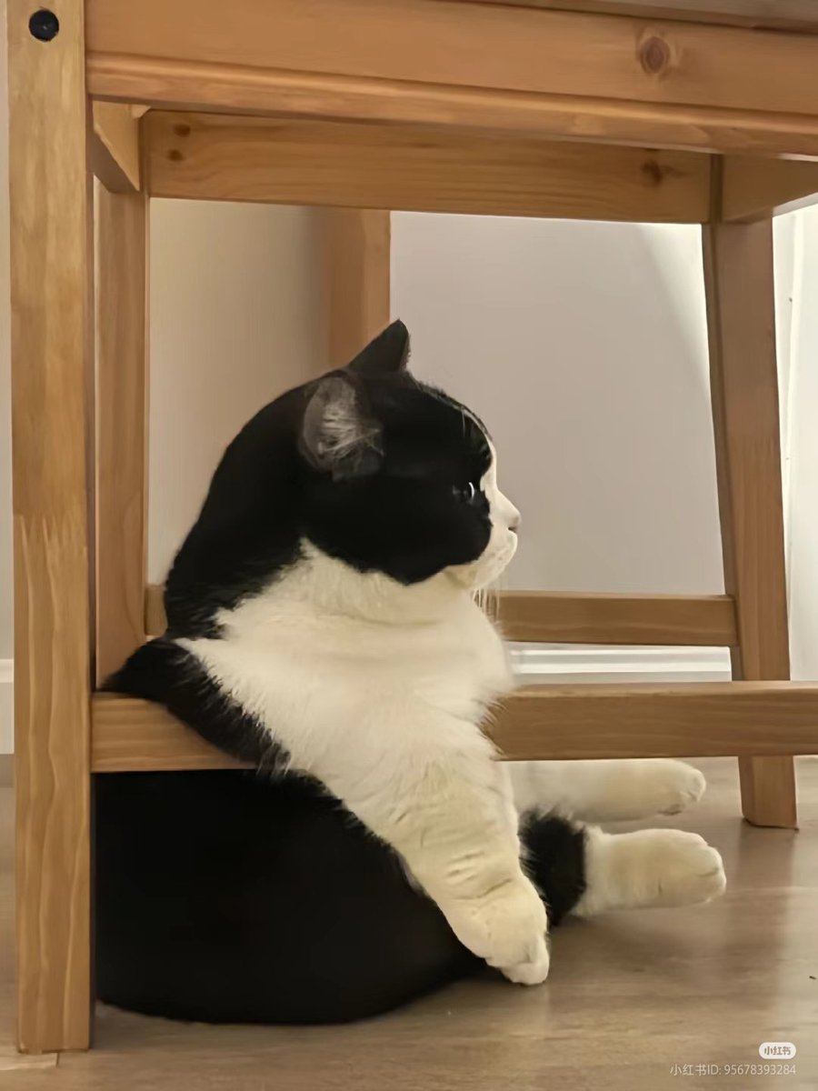 No Context Cats tweet media