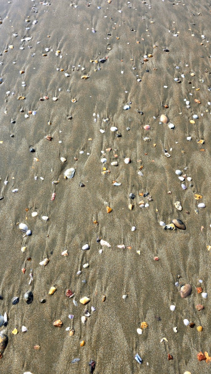 parthosarathi_b's tweet image. Do you like collecting shells?