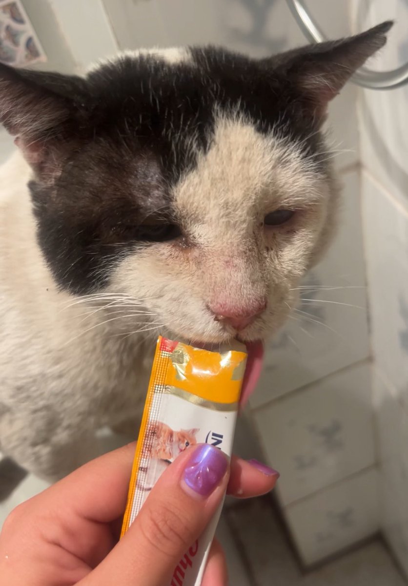 vguzolm's tweet photo. @SoyAleeOrtiz Hola! Perdón por publicar esto aquí pero el día Domingo rescate un gatito y estoy haciendo una rifa para poder costear todos sus tratamientos de salud. Les agradezco si pudieran compartir o ayudar con lo que sea hasta $100 pesos 🙏🏻🆘🐱🩷
(En la foto están los datos)  GRACIAS 🙏🏻‼️ https://t.co/28j2HNpNQd
