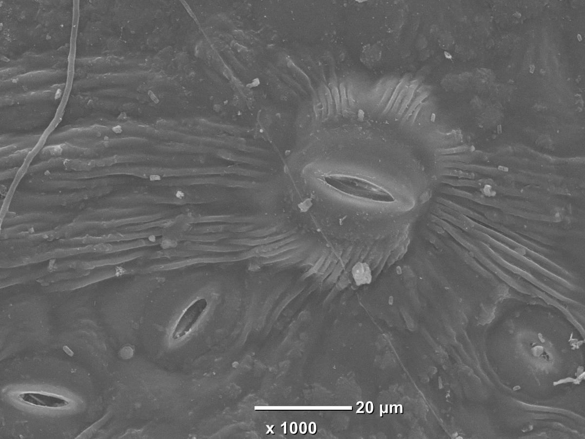 🌳Discover the trade-offs between residual conductance, hydraulic capacitance, and water access in Mediterranean species.💧 This study highlights crucial adaptations for #DroughtResistance and climate resilience. 🌍
doi.org/10.1093/treeph…
#Research #ClimateChange  #PlantScience