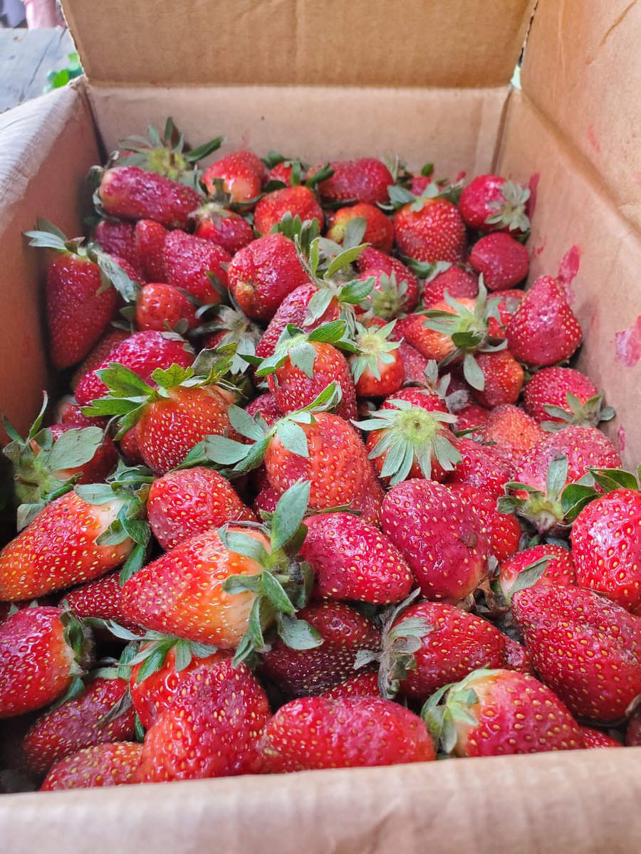 Khal3rl's tweet image. Dan Girman Allah Help Me Retweet.
I sell Strawberries.
Each pack is 3k
📍delivery within Kano🚚
