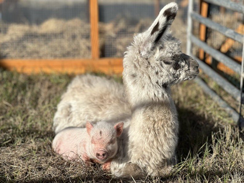 Mrs Piggy with her new bestie Macy the baby llama. (Btw go watch the new vlog)