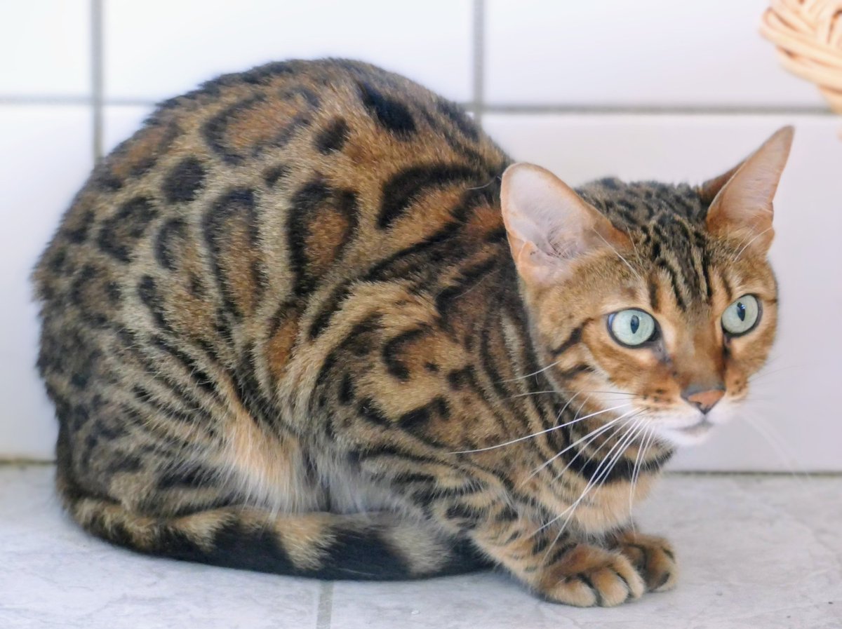 Bildschöne und sensible Bengalenkatze Kyra wartet auf ein liebevolles und geduldiges Zuhause 

#adoptdontshop #katzen #oberhavel