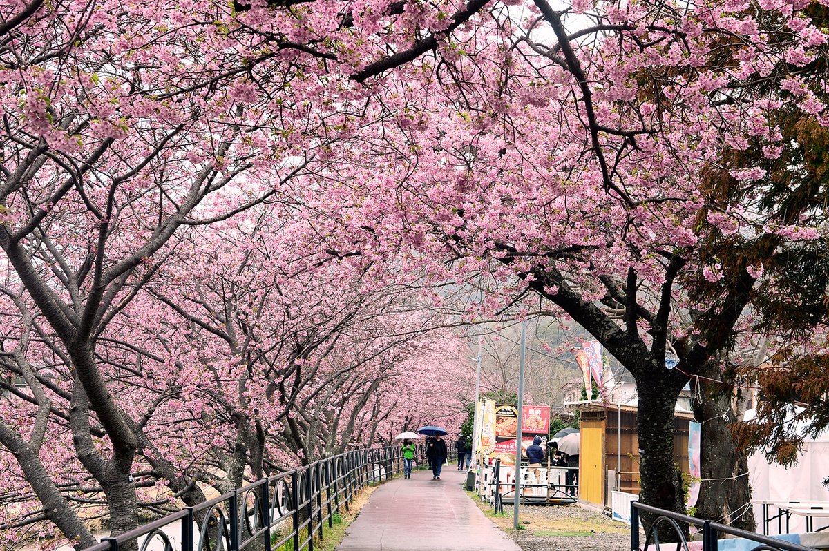 KK_CNJP's tweet image. 缘切

离开温泉旅馆，驾车一小时抵达河津町。此行一个重要行程就是来看河津樱。最近几天电视上天天报道。因为周末这里人满为患。为了不赶这个热闹，我们决定工作日来，人会少些。附图就是我今天拍的照片。

离开旅馆时，老婆说了一句：你不参加合影，我能理解。

我没说话。