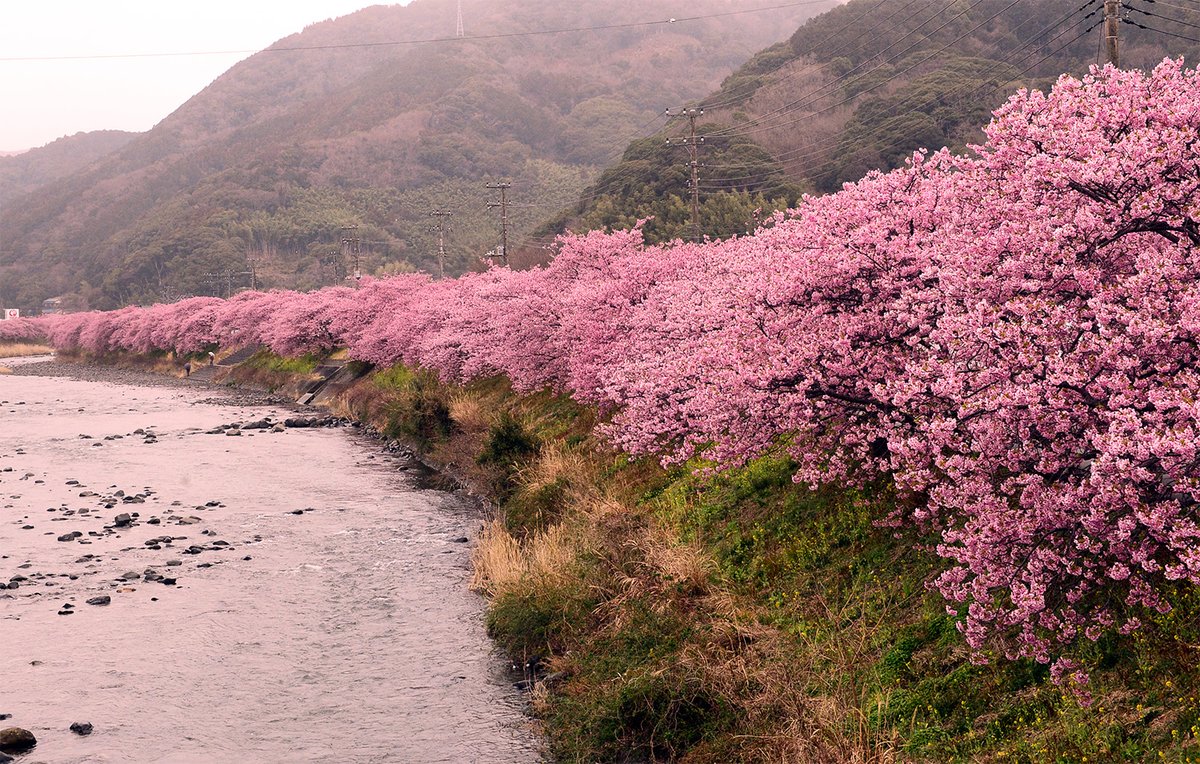 KK_CNJP's tweet image. 缘切

离开温泉旅馆，驾车一小时抵达河津町。此行一个重要行程就是来看河津樱。最近几天电视上天天报道。因为周末这里人满为患。为了不赶这个热闹，我们决定工作日来，人会少些。附图就是我今天拍的照片。

离开旅馆时，老婆说了一句：你不参加合影，我能理解。

我没说话。