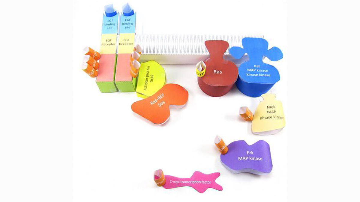 OrigamiCells's tweet image. Teach Receptor Tyrosine Kinases (RTKs) with our paper model! Moving the parts around shows how this important cell signalling pathway works &amp;amp; what happens when it goes wrong. Learn more here: bit.ly/2Xi0HYZ   #RTK #iteachbio #cellsignalling