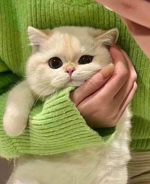 No Context Cats tweet media