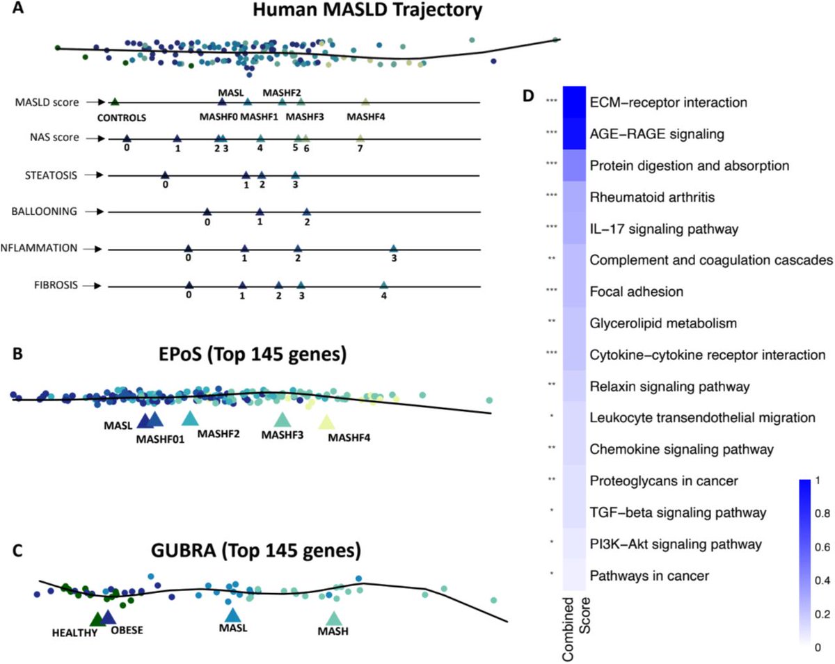 Open Targets (@opentargets) on Twitter photo In a recently published preprint, <a href="/e_petsalaki/">Evangelia Petsalaki</a>, <a href="/TVPLab/">TVPLab</a> and <a href="/irenepapatheodo/">Irene Papatheodorou - Ειρήνη Παπαθεοδώρου</a>'s groups established a disease trajectory for MASLD, and found a set of 24 plasma biomarkers that could be used to predict a patient’s disease stage In a recently published preprint, <a href="/e_petsalaki/">Evangelia Petsalaki</a>, <a href="/TVPLab/">TVPLab</a> and <a href="/irenepapatheodo/">Irene Papatheodorou - Ειρήνη Παπαθεοδώρου</a>'s groups established a disease trajectory for MASLD, and found a set of 24 plasma biomarkers that could be used to predict a patient’s disease stage