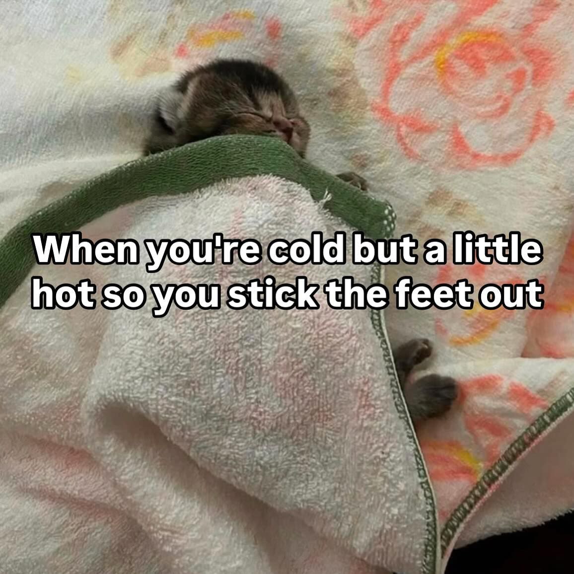 Punch Cat (@punchingcat) on Twitter photo 