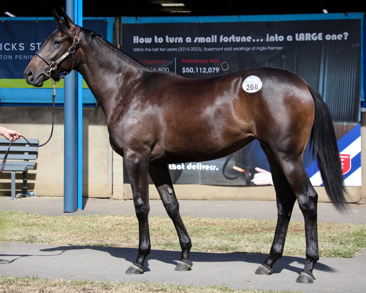 Vahala Racing Stables (@vahala_racing) on Twitter photo The Melbourne Inglis Premier sale has come to a close and we are so excited to be bringing home two cracking yearlings out of the <a href="/RosemontStud/">Rosemont Stud</a> draft!
Lot 196: Pinatubo x Harranda Colt
Lot 268: Savabeel x Let It Rock Filly
A wonderful job by the whole team at Rosemont! The Melbourne Inglis Premier sale has come to a close and we are so excited to be bringing home two cracking yearlings out of the <a href="/RosemontStud/">Rosemont Stud</a> draft!
Lot 196: Pinatubo x Harranda Colt
Lot 268: Savabeel x Let It Rock Filly
A wonderful job by the whole team at Rosemont!