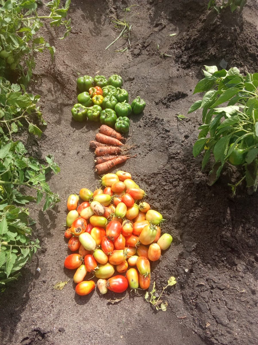 AfricaIgnite's tweet image. 🌱As part of the Food Security theme, seed recycling was introduced, encouraging families to collect, share, and replant seeds—just look at these incredible results! 🌿🍆🌽
🌐africaignite.co.za
#AfricaIgnite #SocialEmploymentFund #WorkforCommonGood #EmpoweringLives