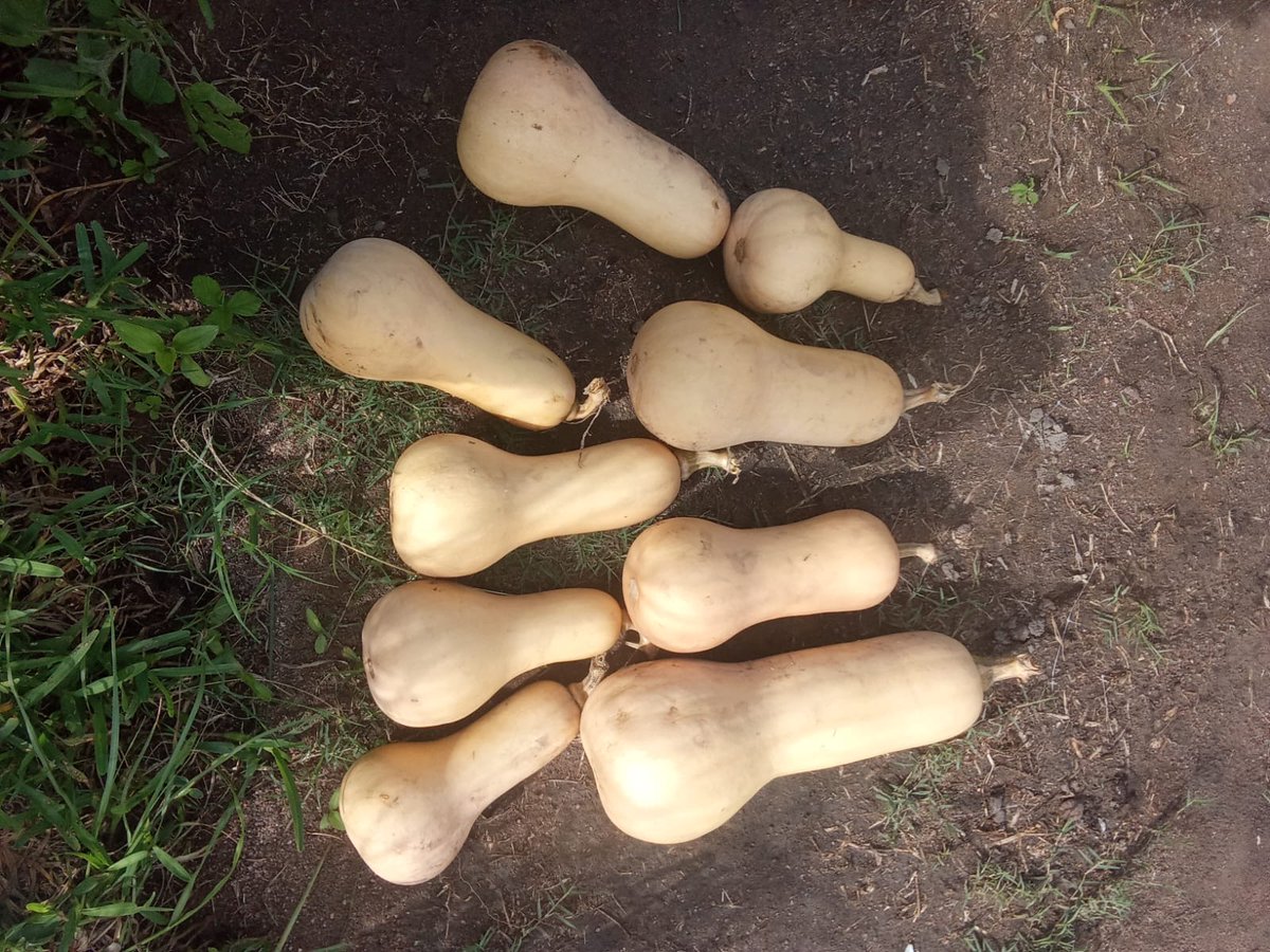 AfricaIgnite's tweet image. 🌱As part of the Food Security theme, seed recycling was introduced, encouraging families to collect, share, and replant seeds—just look at these incredible results! 🌿🍆🌽
🌐africaignite.co.za
#AfricaIgnite #SocialEmploymentFund #WorkforCommonGood #EmpoweringLives