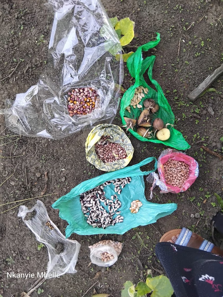 AfricaIgnite's tweet image. 🌱As part of the Food Security theme, seed recycling was introduced, encouraging families to collect, share, and replant seeds—just look at these incredible results! 🌿🍆🌽
🌐africaignite.co.za
#AfricaIgnite #SocialEmploymentFund #WorkforCommonGood #EmpoweringLives