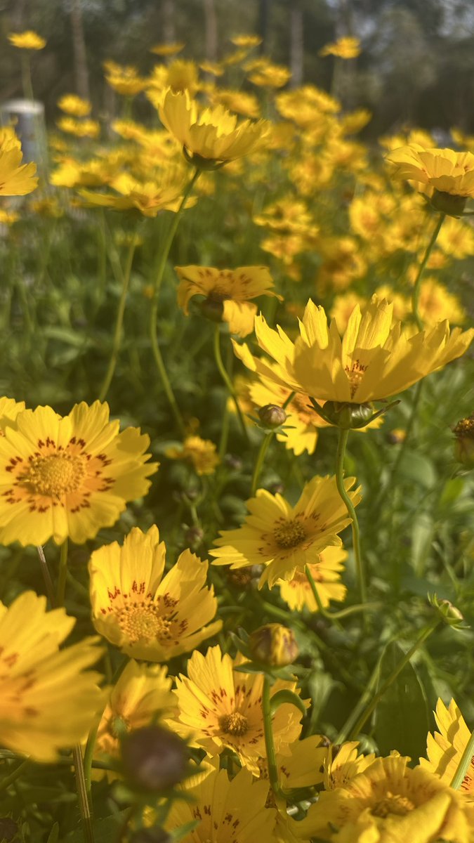 nonawalia's tweet image. Windy Spring Sunset! 
Every flower was dancing 💃🏻 
#delhispring